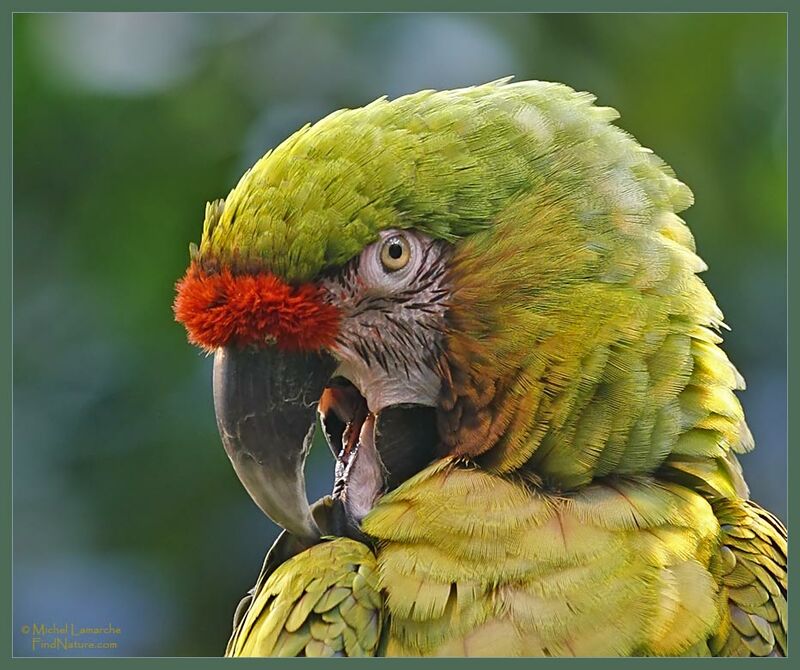 Military Macaw