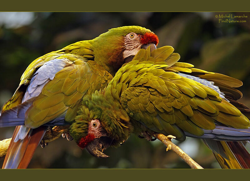 Military Macaw