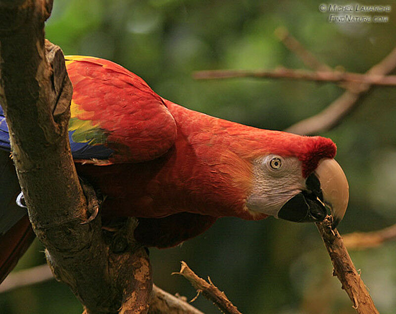 Scarlet Macaw