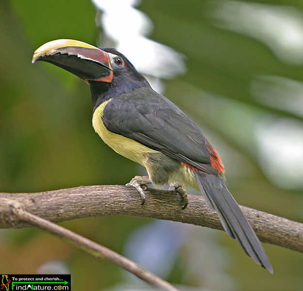 Green Aracari