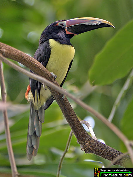 Green Aracari