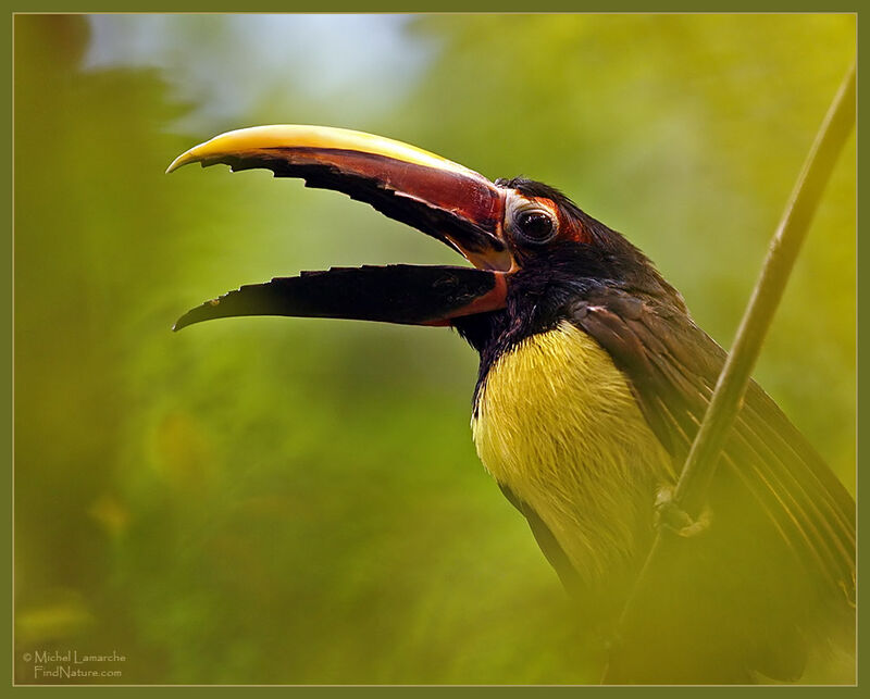 Green Aracari