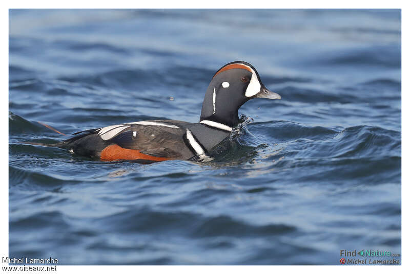 Harlequin Duck male adult breeding, pigmentation, swimming