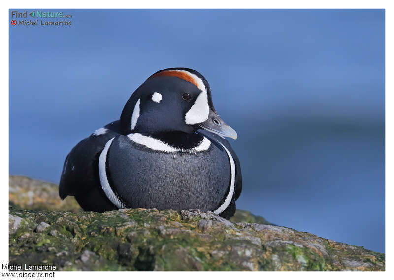 Harlequin Duck male adult breeding, close-up portrait