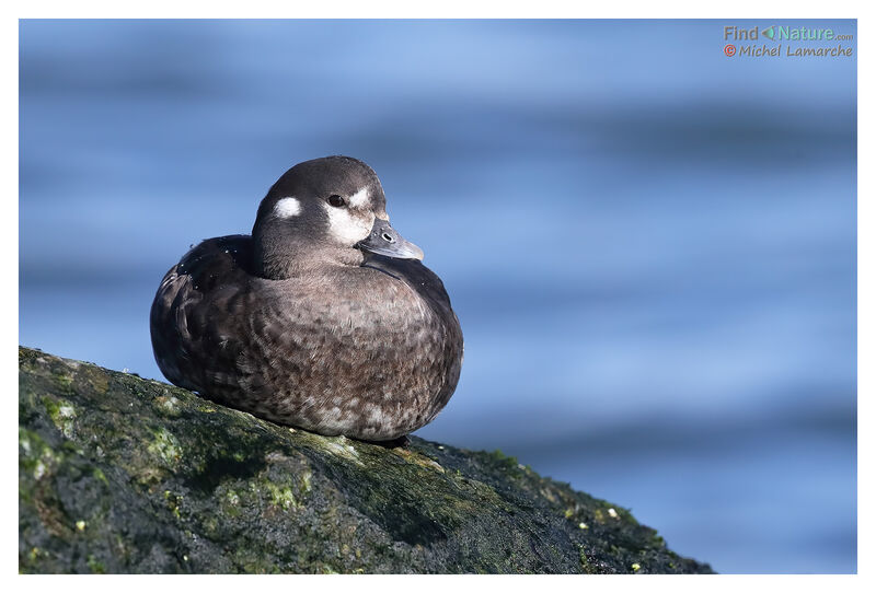 Harlequin Duck female adult