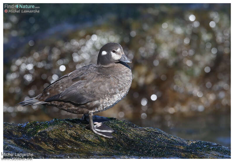 Harlequin Duck female adult breeding