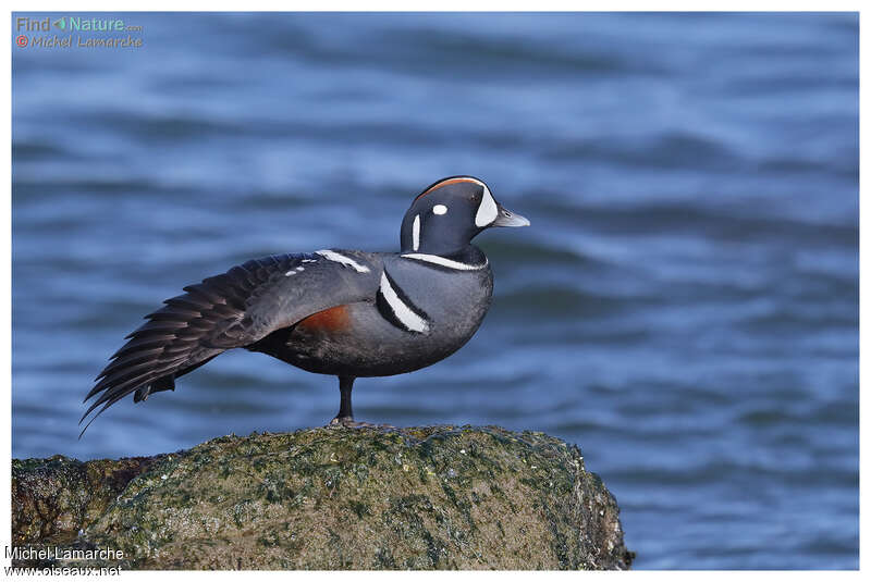 Harlequin Duck male adult breeding, aspect, pigmentation, Behaviour