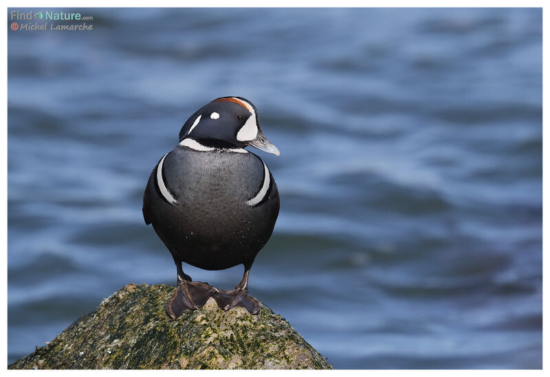 Harlequin Duck male adult breeding