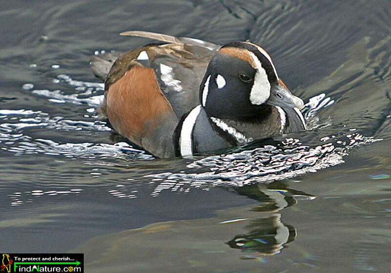 Arlequin plongeur