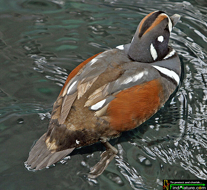 Arlequin plongeur