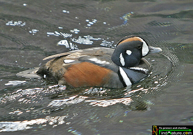 Harlequin Duck