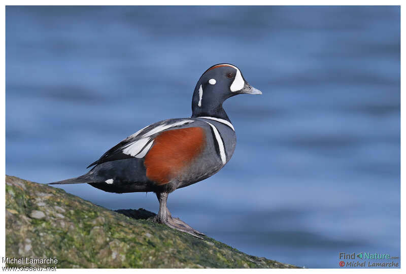 Harlequin Duck male adult breeding, identification