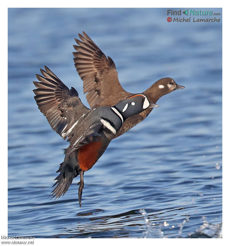 Harlequin Duckadult breeding, Flight