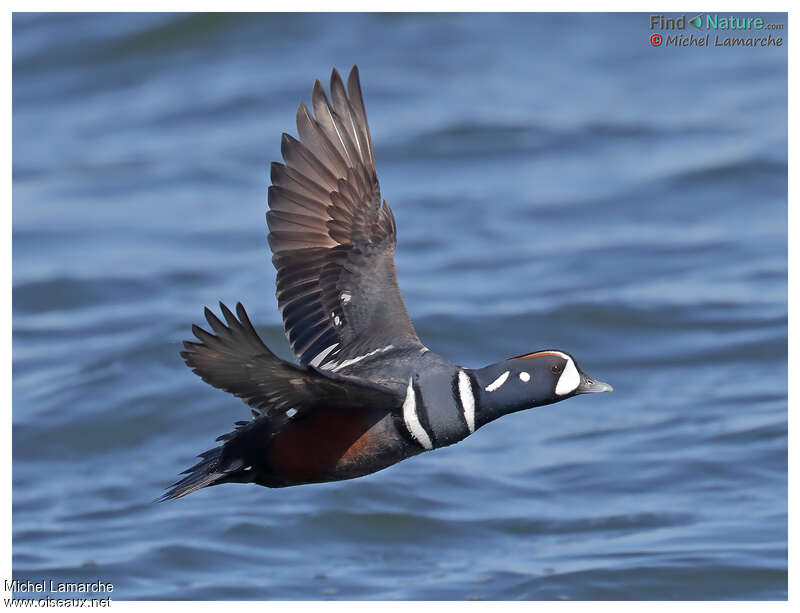 Harlequin Duck male adult breeding, pigmentation, Flight