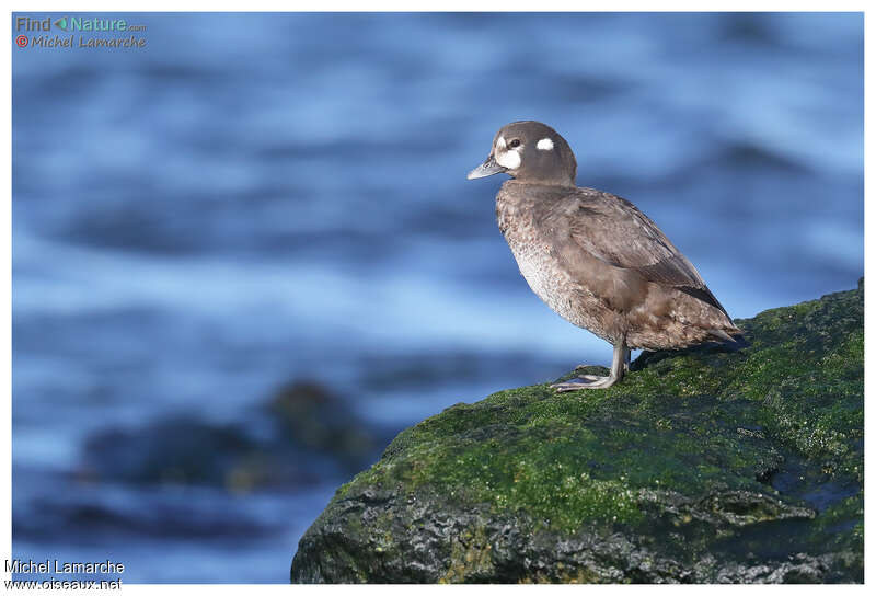 Harlequin Duck female adult breeding