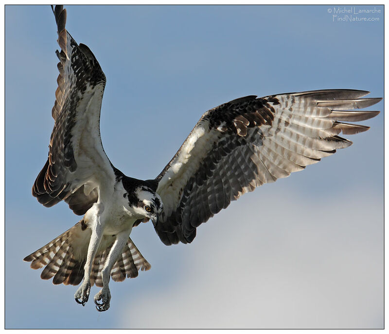 Ospreyadult, Flight