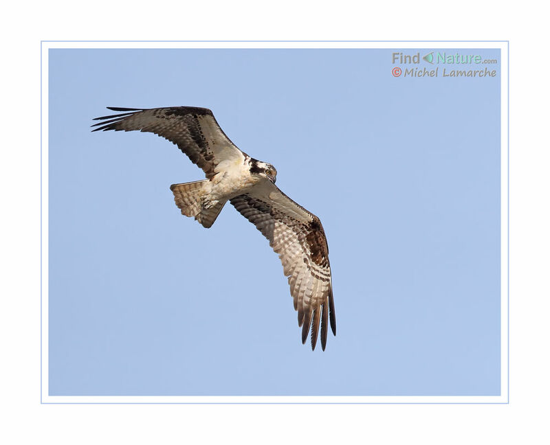 Osprey, Flight