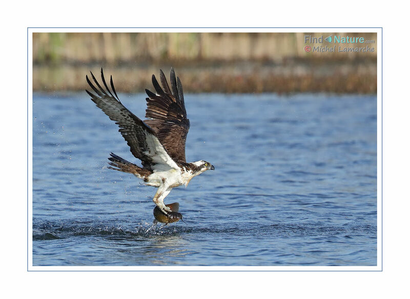 Osprey, Flight, fishing/hunting