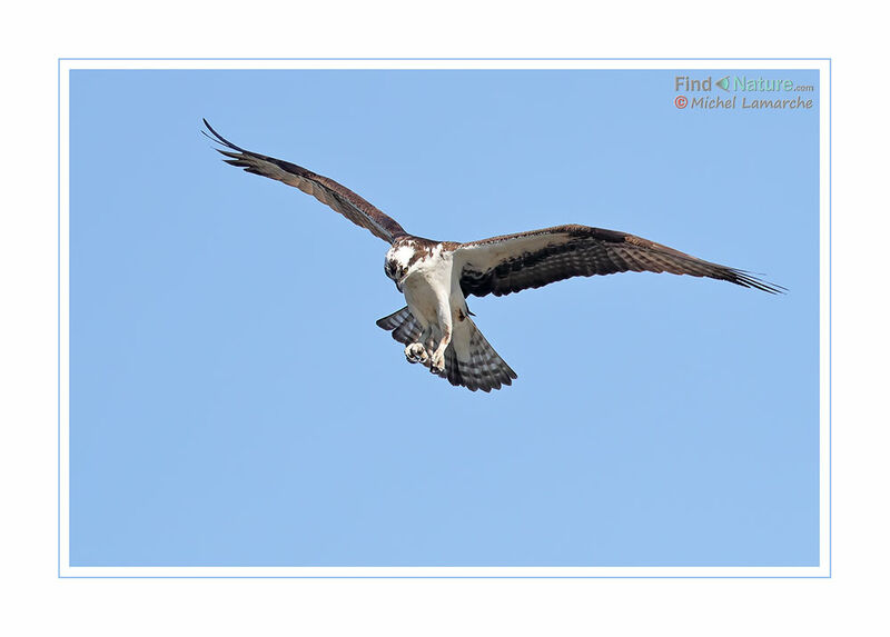 Balbuzard pêcheur, Vol