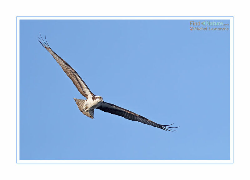 Balbuzard pêcheur, Vol