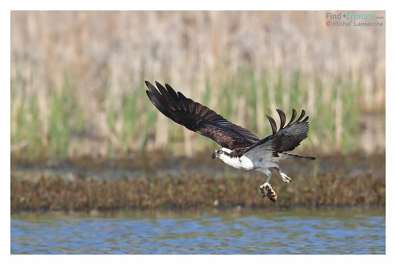 Osprey, Flight