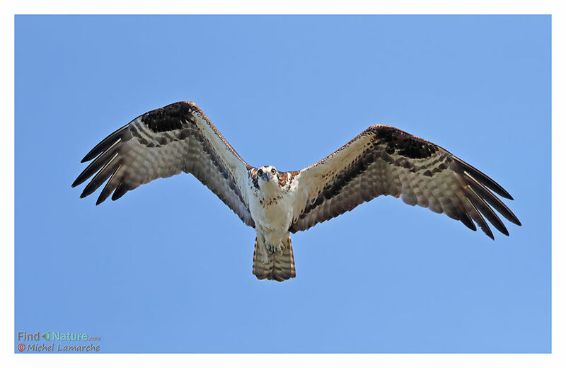 Osprey, Flight