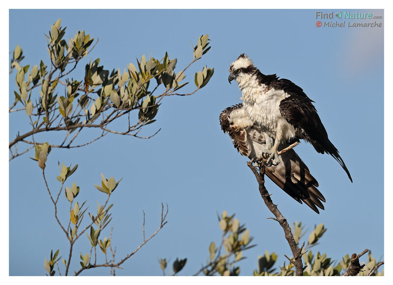 Osprey male adult