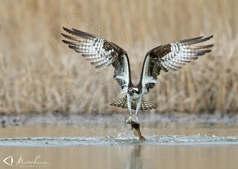 Ospreyadult, Flight, fishing/hunting