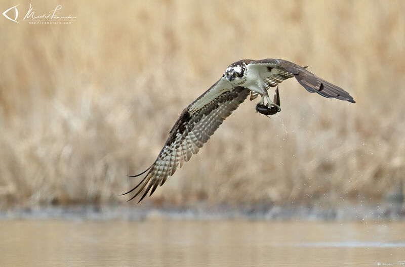 Balbuzard pêcheuradulte, Vol