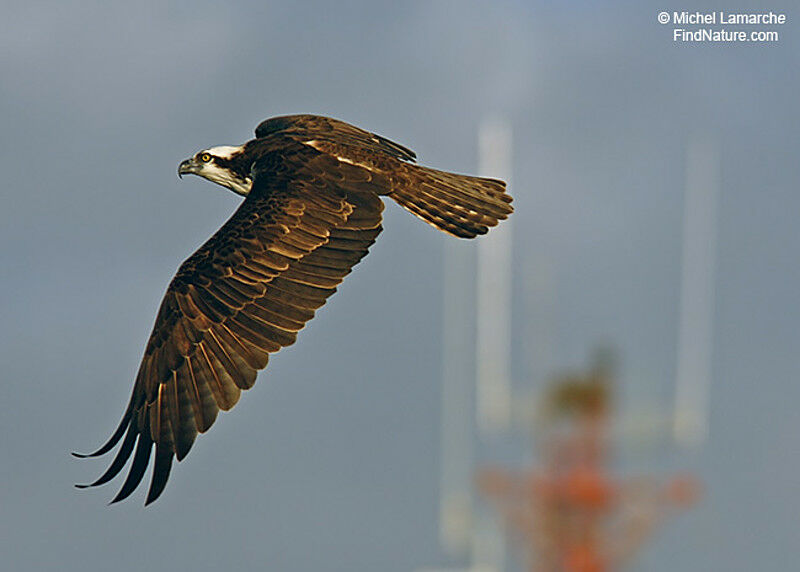 Osprey