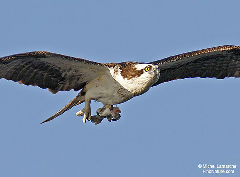 Osprey