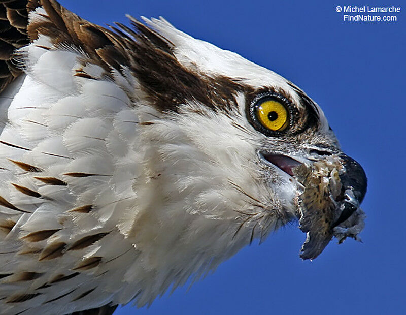 Osprey