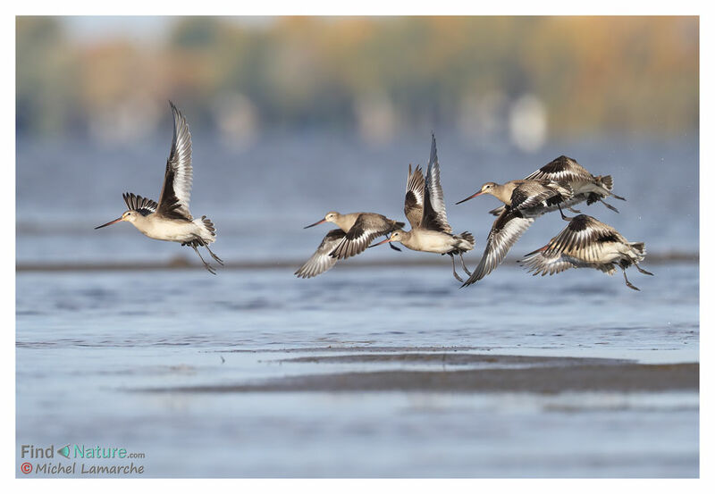 Hudsonian Godwit