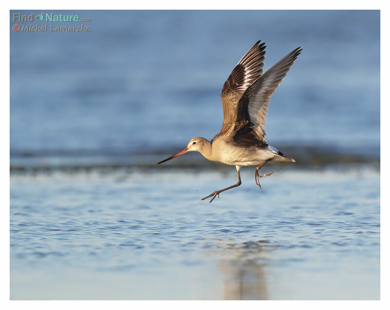 Hudsonian Godwit