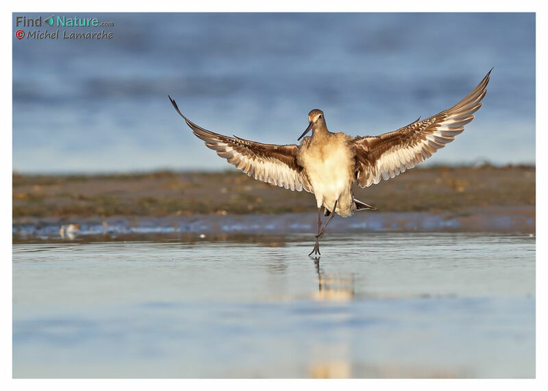 Hudsonian Godwit