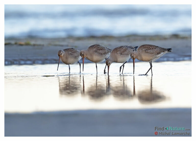 Hudsonian Godwit