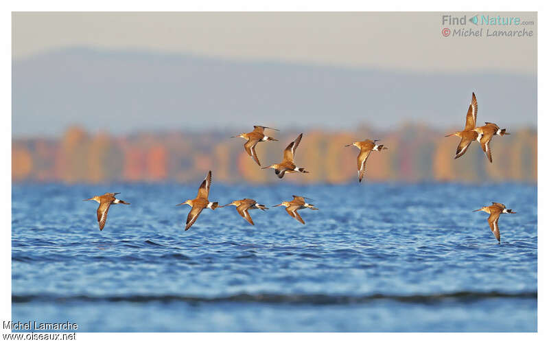 Hudsonian Godwit, pigmentation, Flight