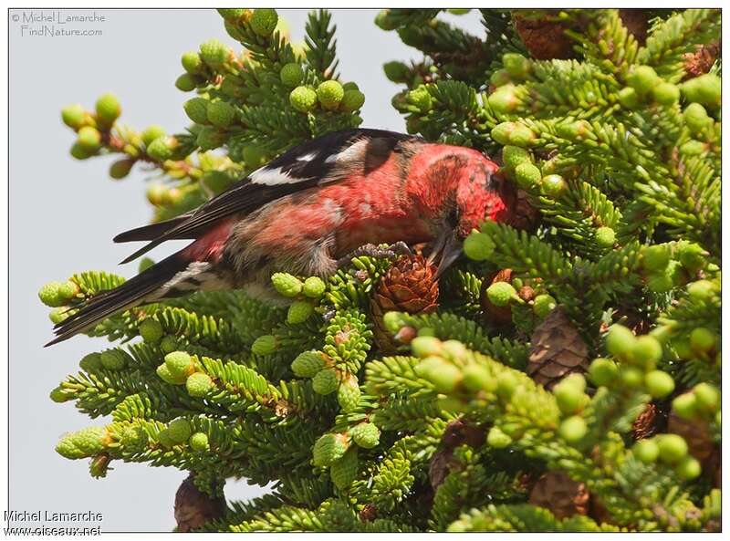 Two-barred Crossbill male adult, habitat, pigmentation, feeding habits, eats