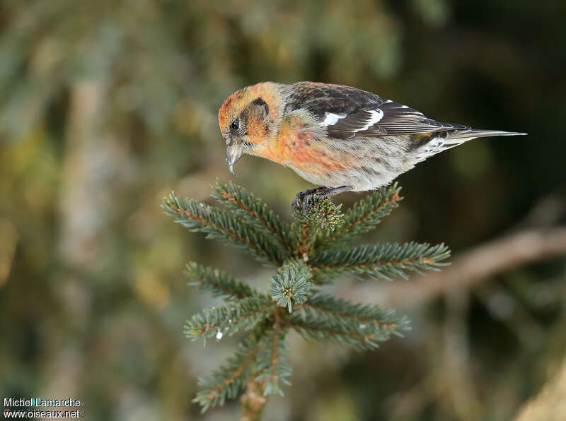 Two-barred Crossbill female adult post breeding, habitat, Behaviour