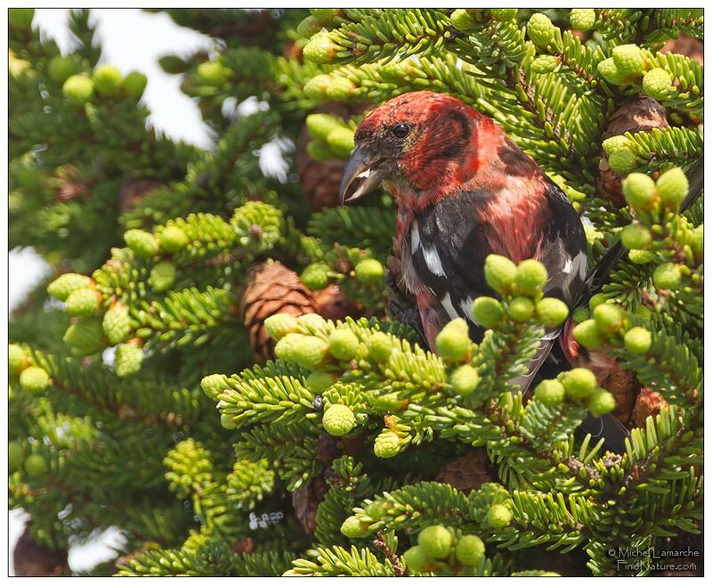 Two-barred Crossbill male adult, close-up portrait, pigmentation, feeding habits, eats