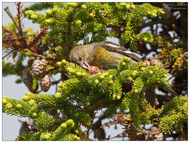 Two-barred Crossbill female adult, feeding habits