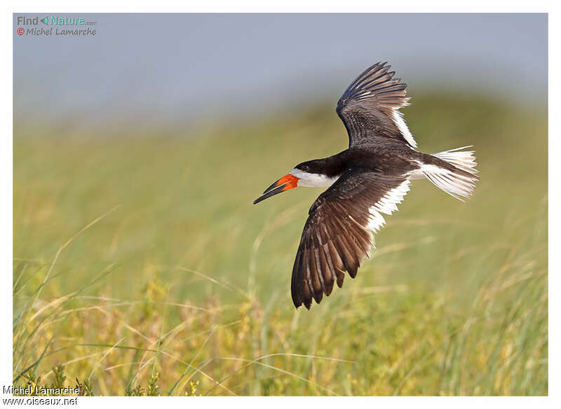 Black Skimmeradult breeding, Flight