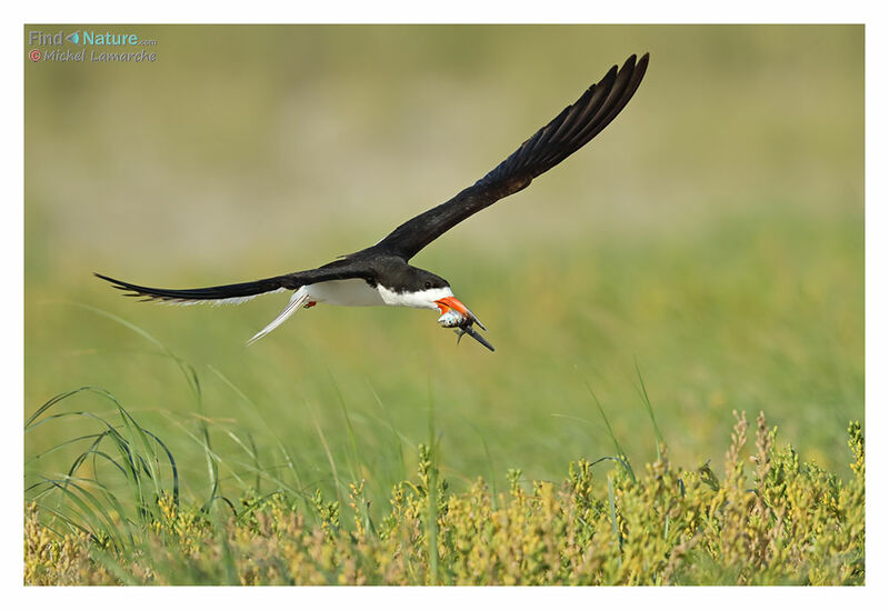 Black Skimmeradult breeding, Flight, feeding habits