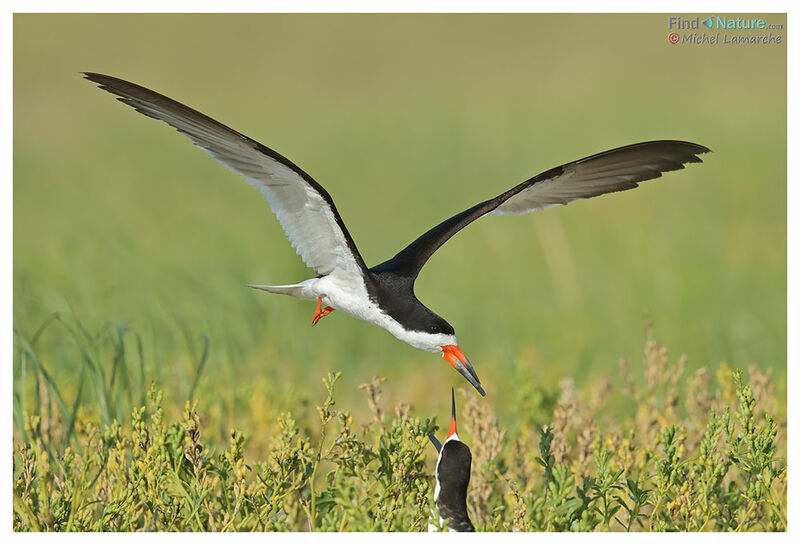 Black Skimmeradult breeding, Flight