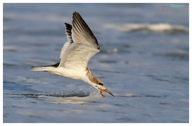 Black Skimmerjuvenile, Flight, fishing/hunting