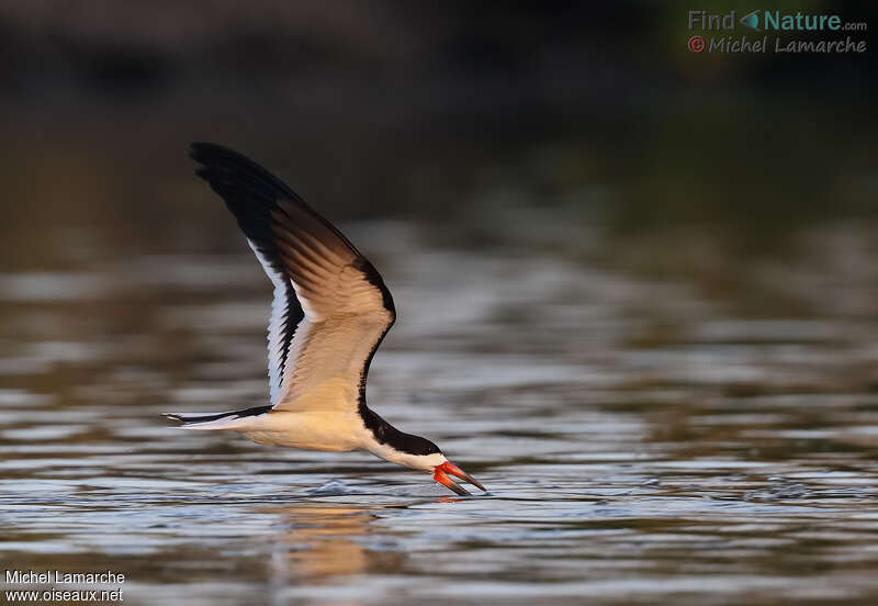 Black Skimmeradult, Flight, fishing/hunting