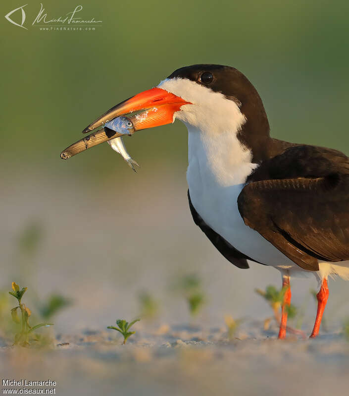 Black Skimmeradult, close-up portrait, feeding habits