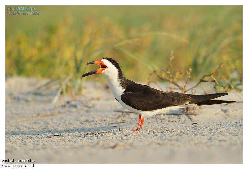 Black Skimmeradult breeding, identification