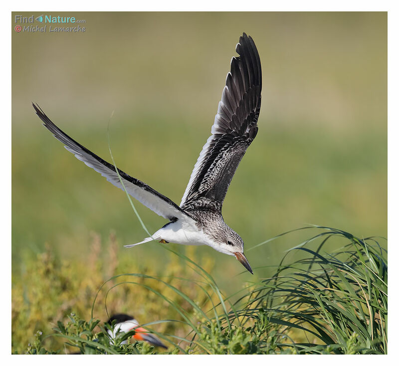 Black Skimmerjuvenile, Flight