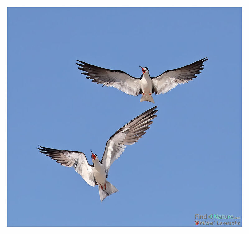 Black Skimmeradult breeding, Flight